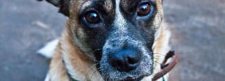 Unterricht – lernen mit Hund - Problemhundetrainer